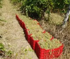 Struguri de Vin Premium  Productie 2025 - Calitate din Vrancea - 1