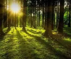 Vand padure Bacau - 270 ha teren padure