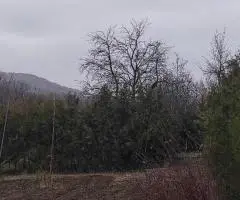 Vanzare/ schimb teren intravilan Miroslava