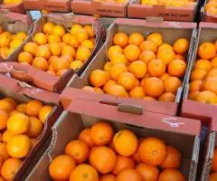 depozite portocale germania