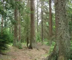 Vand padure Bacau - 270 ha teren padure