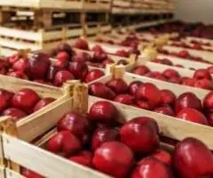 depozite fructe germ2400e