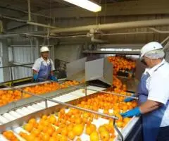 depozit sortat portocale germania