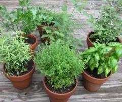 agricultura Germania-plante aromatice