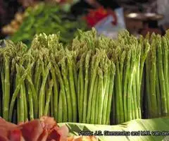 agricultura Germania la sparanghel