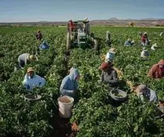 agricultura aus angajare