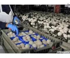 depozit sortat ciuperci Germania