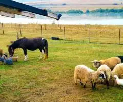 ferme de animale Germania