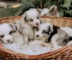 Animale de Companie Câini Pisici și Accesorii Gratuite