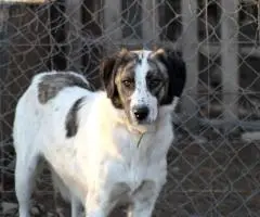 Adopții Animale Donez Câini și Pisici spre Adopție