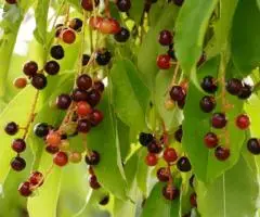 Cereale de Vânzare Semințe Plante și Pomi Fructiferi