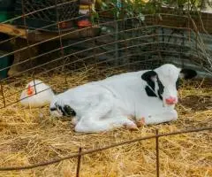 Animale Domestice Păsări de Curte și Animale de Fermă