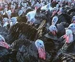 ferme de curcani germania