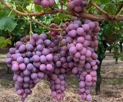 Butași de vită de vie de anul 2 și de anul 3 - 3