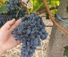 Butași de vită de vie de anul 2 și de anul 3 - 4