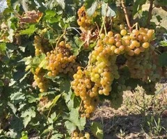 Butași de vită de vie de anul 2 și de anul 3 - 5