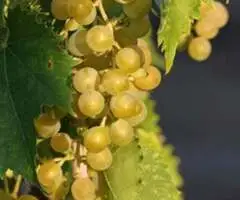 Butași de vită de vie de anul 2 și de anul 3 - 6