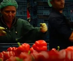 depozite capsuni germania