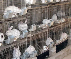 ferme de iepuri germania