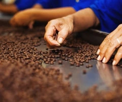 fabrica cafea germania