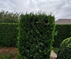 Tundem buruieni lăstăriș defrișări ierbicidăm - 3