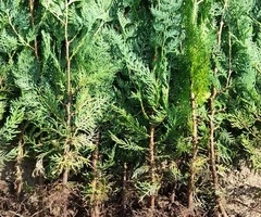 Tundem buruieni lăstăriș defrișări ierbicidăm - 4