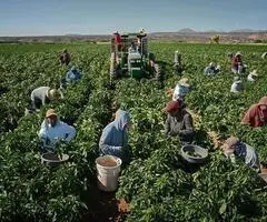 agricultura aus angajare