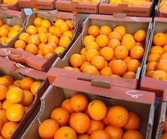depozite fructe germania