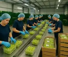 agricultura aus angajare