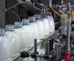 fabrica de lactate germania