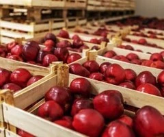 agricultura aus angajare