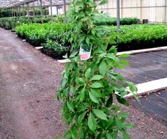 Vita de Canada -parthenocissus quinquefolia -10+5 gratis-1,5-1,8m