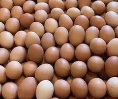 Oua pentru incubat gaini ouatoare ,plymouth australorp,10+5 gratis