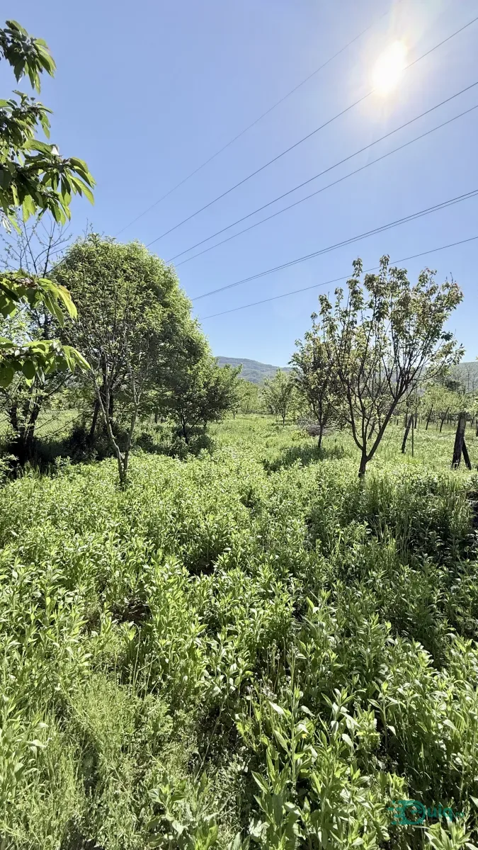 CASĂ CU TEREN 1.668 MP | BUJORENI — fotografia 5